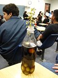 GrapeSoad.jpg image by pachirisu12